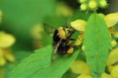 Bombus pratorum