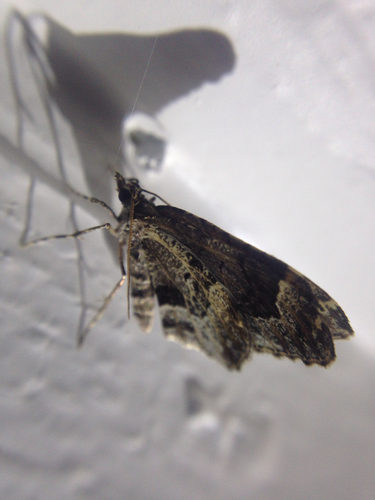 Guenée's Carpet Moth photo 3