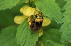 Bombus pratorum