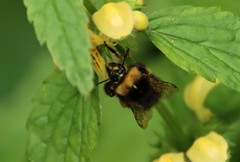 Bombus pratorum