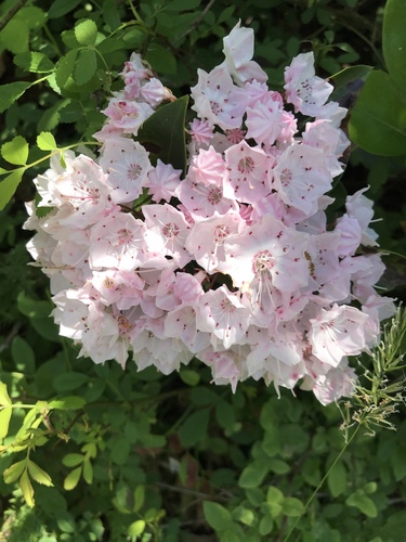 Kalmia latifolia