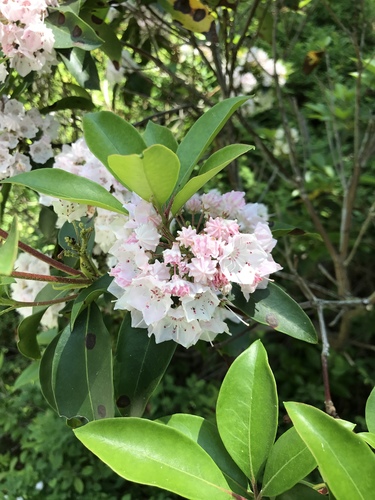 Kalmia latifolia