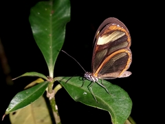 Mcclungia cymo