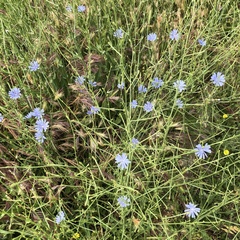 Cichorium intybus