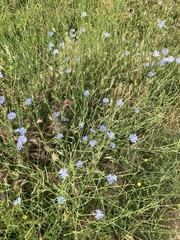 Cichorium intybus