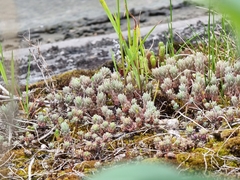 Sedum hispanicum
