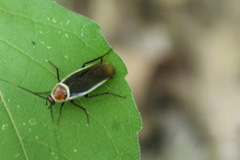 Pseudomops septentrionalis