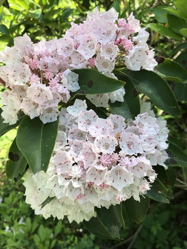 Kalmia latifolia