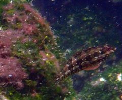 Gobioclinus dendriticus