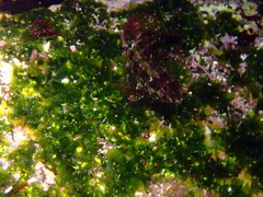 Gobioclinus dendriticus