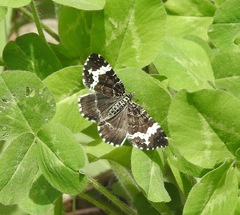 Rheumaptera hastata