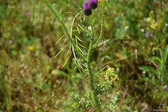 Carduus bourgaeanus
