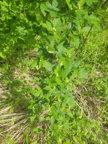 Rubus impar