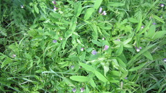 Vicia bithynica