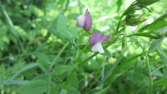 Vicia bithynica