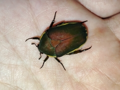 Pachnoda prasina