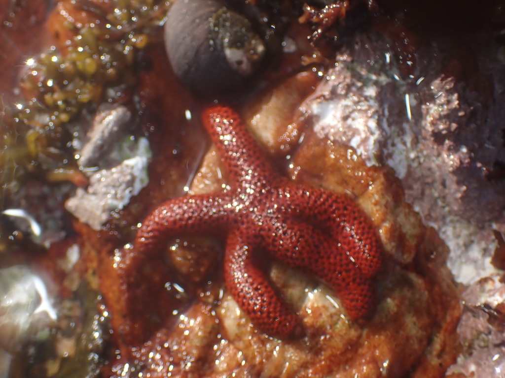 Netted Starfish