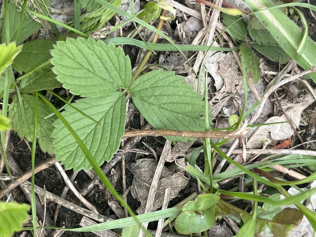 strawberries from Wooded Island, Chicago, IL, US on May 08, 2022 at 0301 PM by miyakhoo. Site E