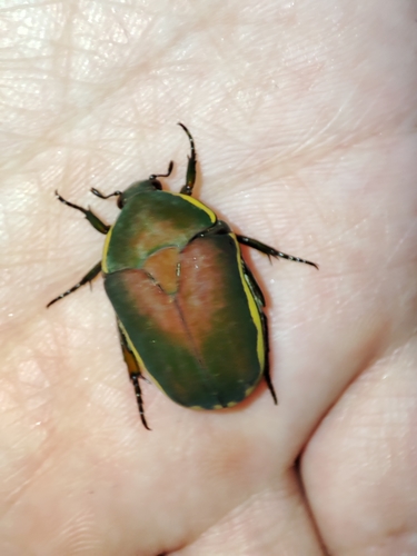 Pachnoda prasina