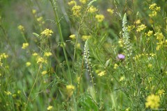 Reseda stricta