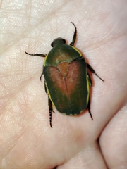 Pachnoda prasina
