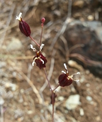 Streptanthus glandulosus niger