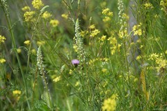 Reseda stricta