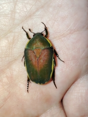 Pachnoda prasina