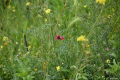 Reseda stricta