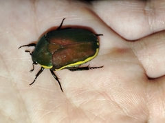 Pachnoda prasina