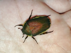 Pachnoda prasina