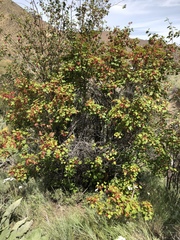 Acer glabrum douglasii