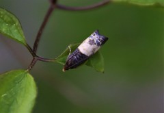 Notocelia cynosbatella
