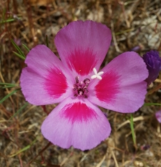 Clarkia gracilis sonomensis