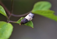 Notocelia cynosbatella