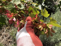 Acer glabrum douglasii