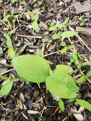 Polygonatum biflorum
