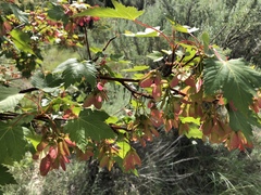 Acer glabrum douglasii
