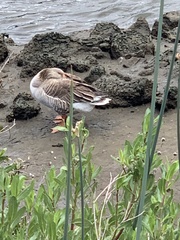 Anser anser domesticus