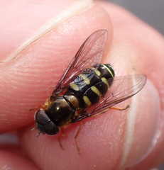 Dasysyrphus venustus