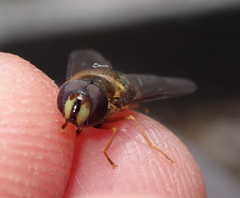 Dasysyrphus venustus