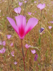 Clarkia gracilis sonomensis