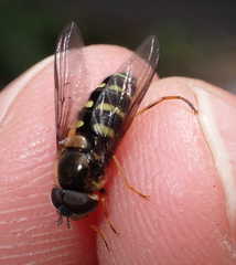 Dasysyrphus venustus