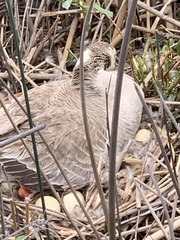 Anser anser domesticus