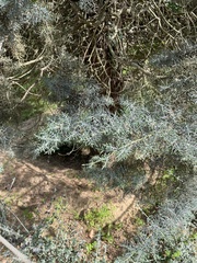 Cupressus