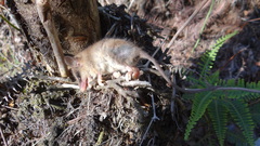 Gracilinanus microtarsus