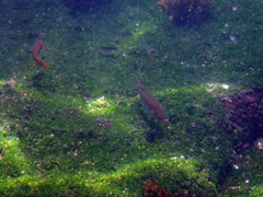 Halichoeres dispilus