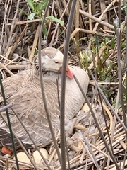 Anser anser domesticus