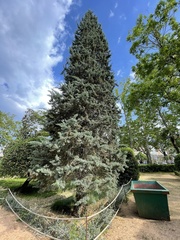 Cupressus