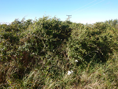 Muehlenbeckia australis